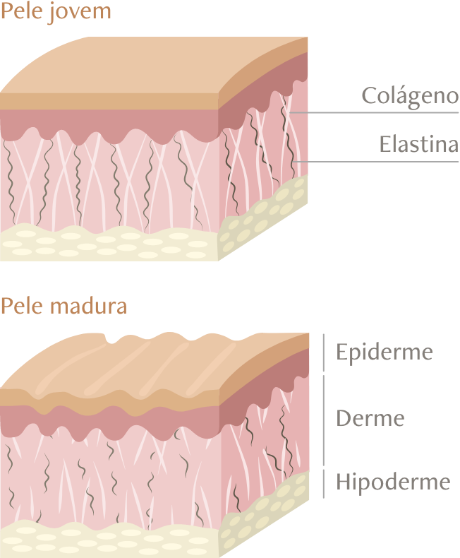 Imagem comparando as camadas de uma pele jovem e uma pele madura para explicar os efeitos do colágeno e da elastina.