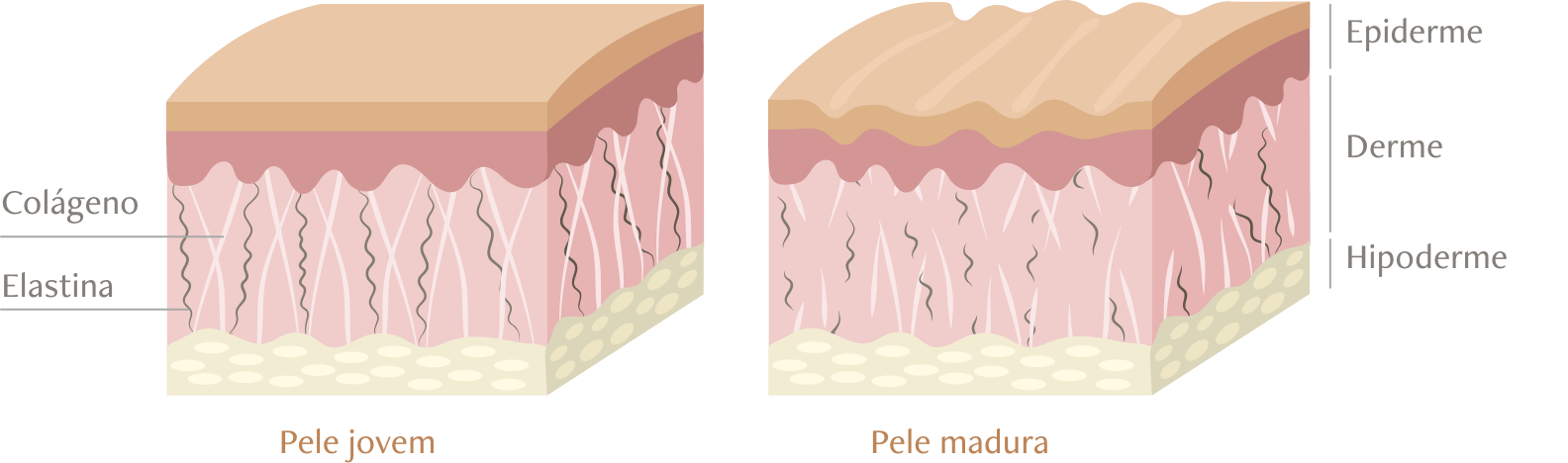 Imagem comparando as camadas de uma pele jovem e uma pele madura para explicar os efeitos do colágeno e da elastina.