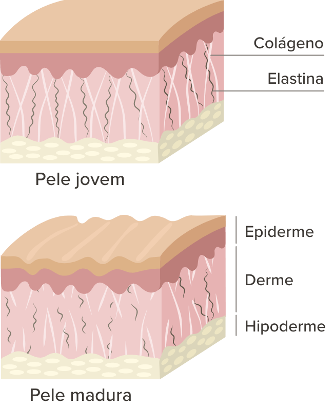 Imagem comparando as camadas de uma pele jovem e uma pele madura para explicar os efeitos do colágeno e da elastina.