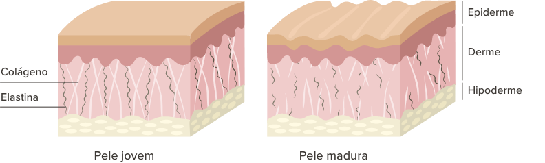 Imagem comparando as camadas de uma pele jovem e uma pele madura para explicar os efeitos do colágeno e da elastina.