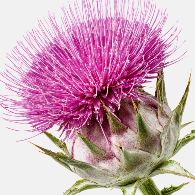 Siliphos®