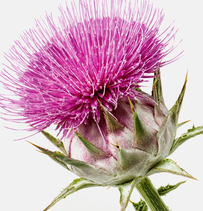 Siliphos®