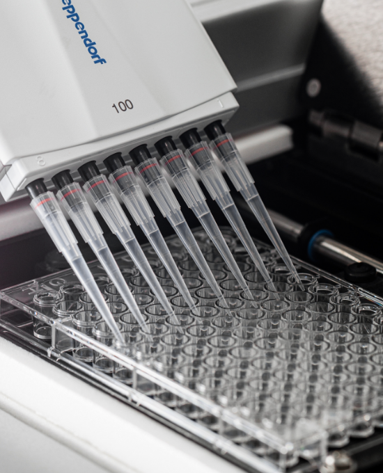 Micropipeta multicanal realizando análises laboratoriais em placa de microtitulação para testes de qualidade